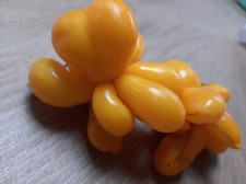 Yellow Travel Tomato - Voyage - Tomato Phil’s One 5+ Seeds - Seeds - Graines P 460