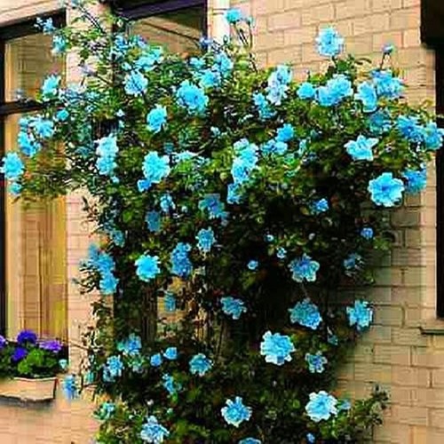 Plante ornementale jardin - plante,