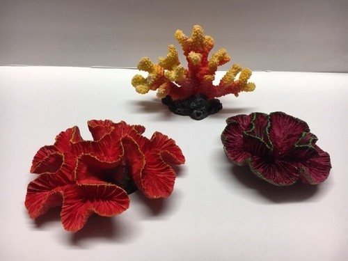 Corail aquarium reef - corail,
