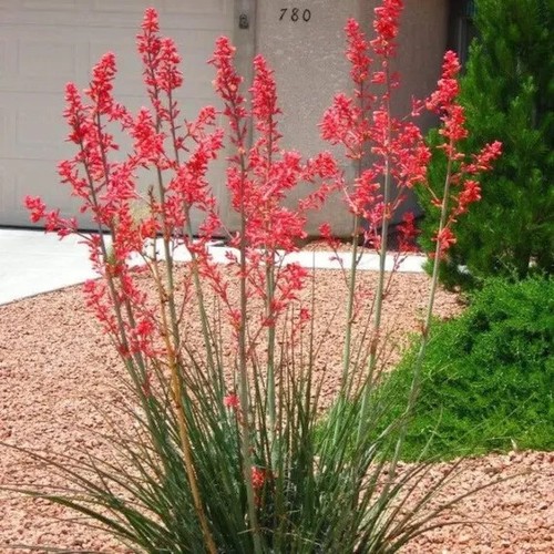 Yucca rouge hesperaloe - yucca,
