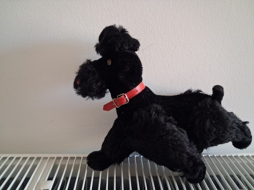 Chien caniche noir - caniche, en