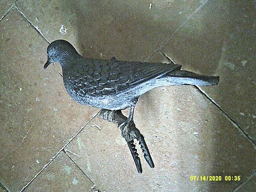 Appeau pigeon tourterelle - appeau, tourterelle,