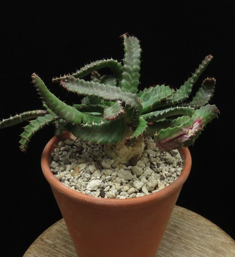 Euphorbia stellata caudex - euphorbia,