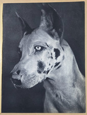 Belle impression XXeme : Dogue