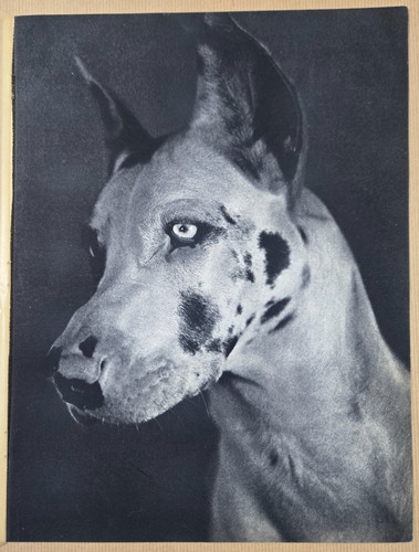 Belle impression xxeme dogue - belle,