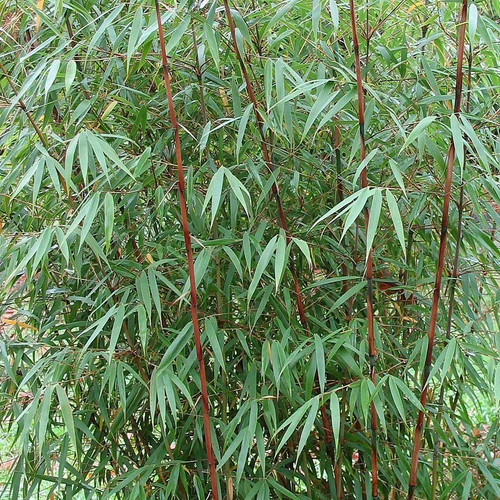 Fargesia scabrida asian - fargesia, 'asian