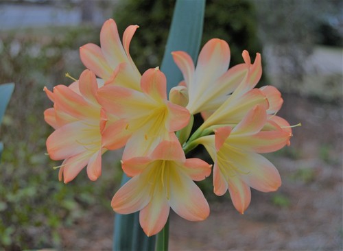 Two clivia miniata seedling - two,