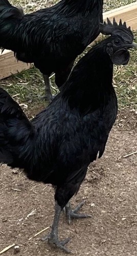 Purebred ayam cemani - ayam,