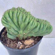 Cereus Cristata Plante Cactus Vivante