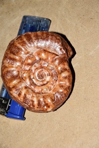Grande ammonite xenodiscus - grande,