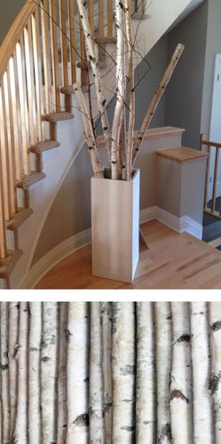 White birch poles - 4,