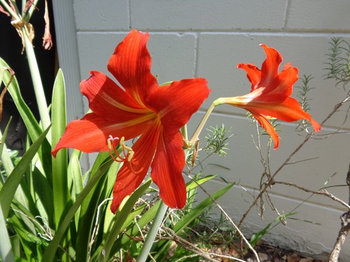 2026 red amaryllis - amaryllis, seeds
