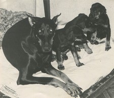 Vintage Photo 60s Doberman Pinscher Dog Mother Little Puppy Puppies Home Family