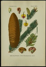 1898ca - Sapin de Nordmann -