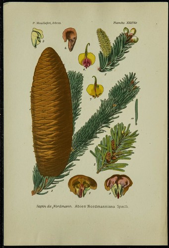 1898ca sapin nordmann - sapin,
