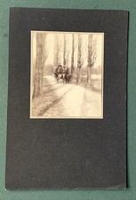 Antique PHOTO Plough Ox Hay Agriculture Road Trees Shade Germany
