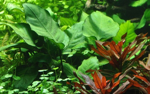 Plante aquarium anubias - d'aquarium,