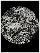 R. Dizier, scientific photograph 24x18 silver print Circa 1950