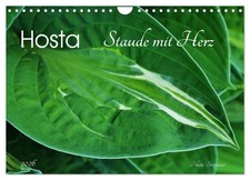 Hosta vivace avec cœur