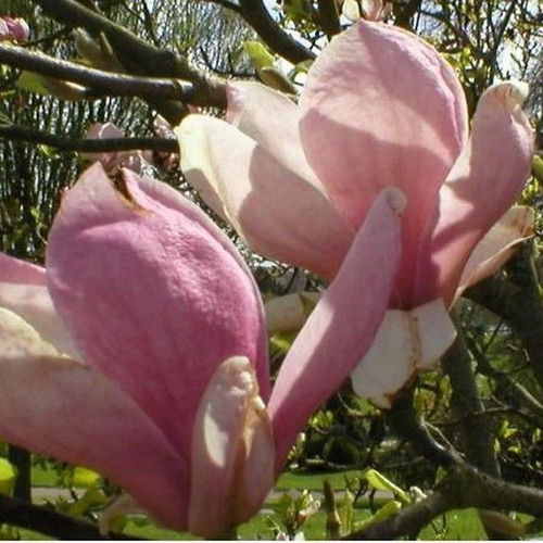 Magnolia soulangeana rustica - magnolia,