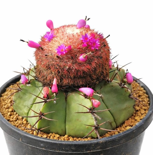 Melocactus seabrasensis hu214 - seabrasensis,