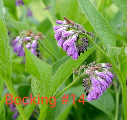 Comfrey root cuttings - comfrey,