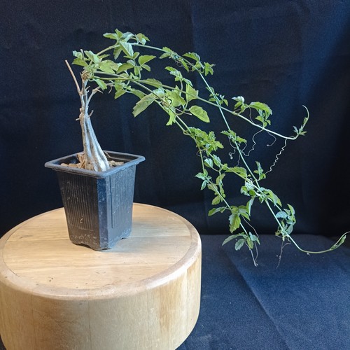Momordica rostrata caudex - rostrata,, caudex,