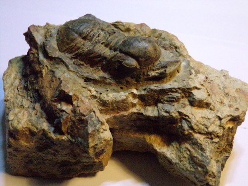 Trilobite symphysurus - trilobite,