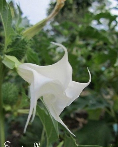 Datura brugmentia tout - datura,