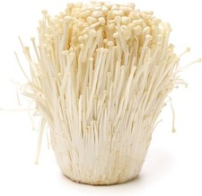 Enoki Mushroom Spawn Mycelium