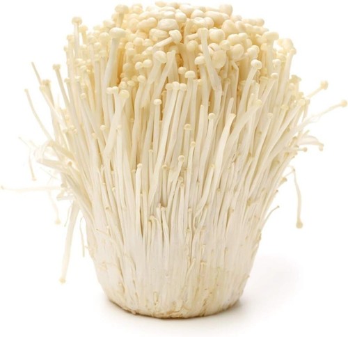 Enoki mushroom spawn mycelium - mushroom,