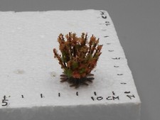 Dense pink shrub standing 2-3 cm