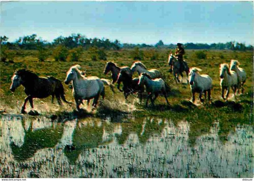 Carte postale animaux - -,