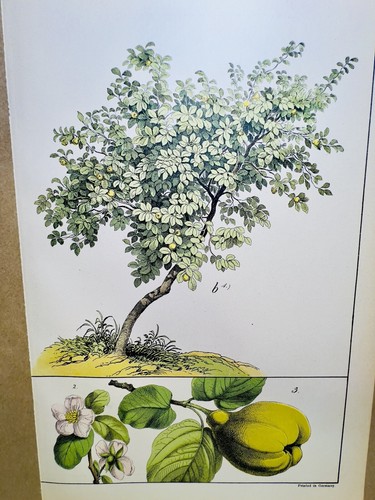 Affiche ancienne coing - affiche, fleur