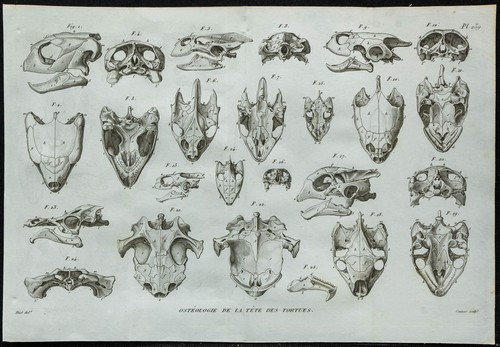 1836 crânes de - -,