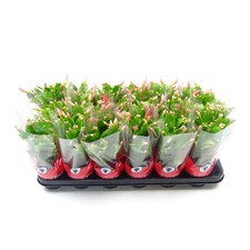 Schlumbergera Fleurs Variées Suspendues 1 Plante Succulente 5 Cm Pot Cactus Noël