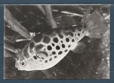 CPSM vers 1960  nature  faune