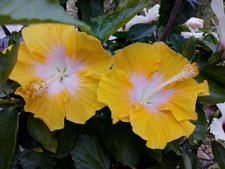 HIBISCUS GOLDEN QUEEN