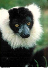 Animals - Lemur with necklace - Madagascar - Brigitte Bardot Foundation Card - CP