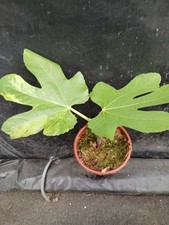 Ficus Carica   "Jolly Tiger" ( Rare plant !!! )