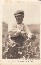 LOT 3 POSTCARDS WORK VINEYARDS - HARVEST - CARDS ISSUED NOTEBOOK - 5911