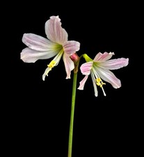 Hippeastrum idimae, amaryllis