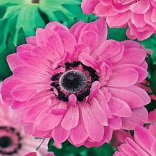 Bulbes d'anémone de printemps résistante Anémone Admiral 10 pcs