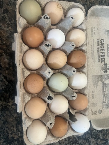 Hatching eggs rare - eggs, *rare