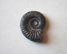 Fossile Ammonite du Toarcien