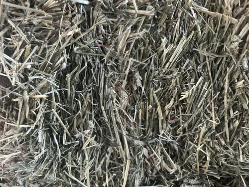 Orchard grass hay - grass, perfect