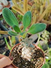 Tylecodon hirtifolium plantes