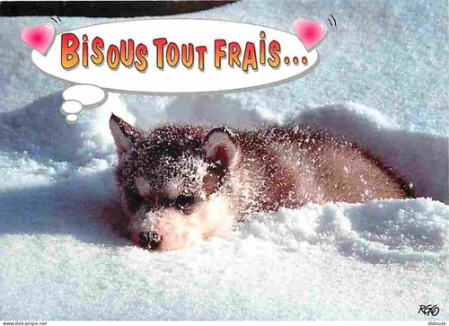 Carte postale animaux - postale,