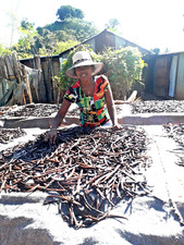 20 gousses de Vanille Bourbon