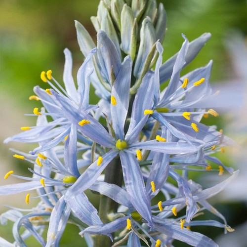 Bulbes camassia - de,